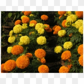 Marigold, HD Png Download - zendu flower png