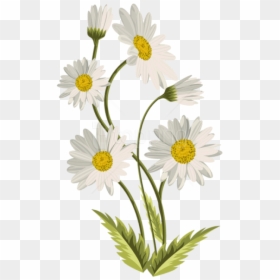 Transparent Background Daisy Flower Png, Png Download - zendu flower png