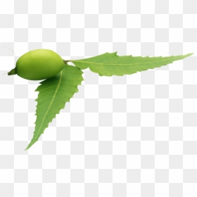 Neem Tree - Neem Leaf Transparent Background, HD Png Download - zendu flower png