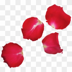 Red Rose Leaf Png, Transparent Png - flower leaf png