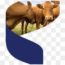 Brown Cows, HD Png Download - indian cow images png