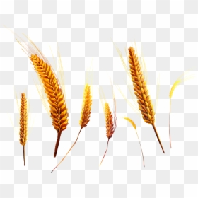 Wheat Png - Wheat Crop Png, Transparent Png - crops png