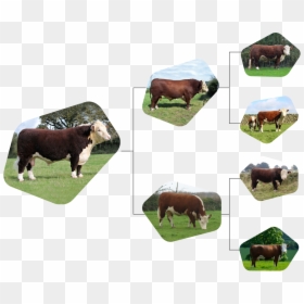 Dairy Cow, HD Png Download - indian cow images png