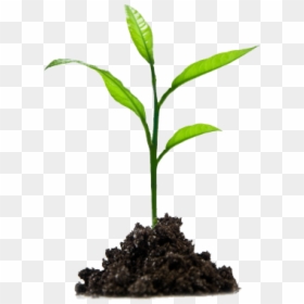 Crops Clipart Sprout - Seedling Png, Transparent Png - crops png