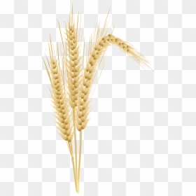 Transparent Wheat - Espigas De Trigo Clipart Png, Png Download - crops png