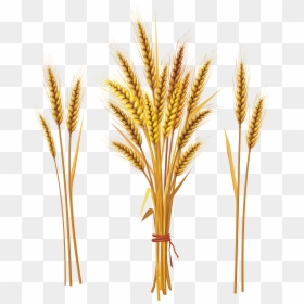 Wheat Png - Wheat Spike, Transparent Png - crops png