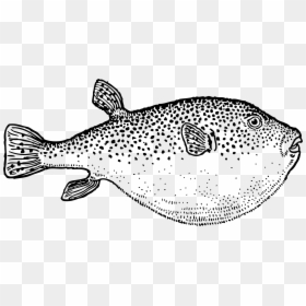 Pufferfish Saltwater Fish Coloring Book Sea - Black And White Blowfish, HD Png Download - sea fish png