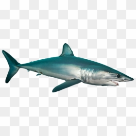 #ftestickers #shark #sea #ocean #fish, HD Png Download - sea fish png