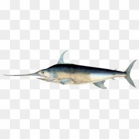 Histoire Naturelle Des Poissons George Cuvier, HD Png Download - sea fish png