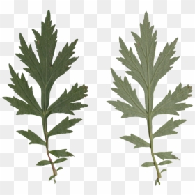 Nature Leaves - Subshrub, HD Png Download - leaf .png