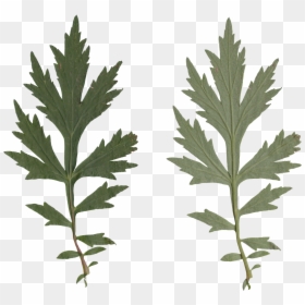 Nature Leaves - Subshrub, HD Png Download - leaf .png