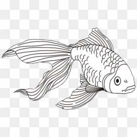 Gold Fish Png -goldfish Clipart Beta Fish - Realistic Fish Coloring Page, Transparent Png - sea fish png