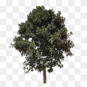 Clipart Mango Tree - Baum Auf Weißem Hintergrund, HD Png Download - mangos png