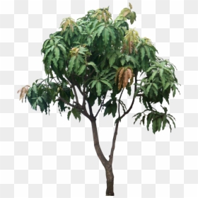 Mango Tree Png - Png Mango Tree Png, Transparent Png - mangos png
