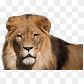 National Zoo And Aquarium Lion, HD Png Download - lion in png