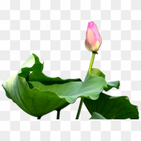 Nelumbo Nucifera Clip Art - น้ำมัน หอม ระเหย กลิ่น ดอกบัว, HD Png Download - lotus clipart png