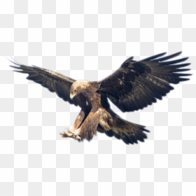 Golden Eagle Vs Snow Leopard, HD Png Download - egal png