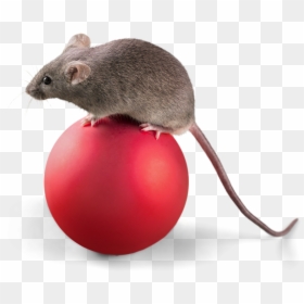 Cartoon Mickey Mouse, HD Png Download - mickey mouse cartoon images png