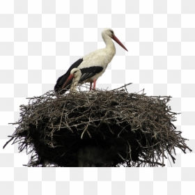 Stork Nest - Stork Nest Png, Transparent Png - nest clipart png