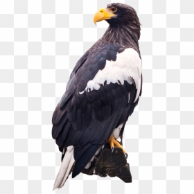 Steller"s Sea Eagle Png , Png Download - White Tailed Eagle Transparent, Png Download - egal png