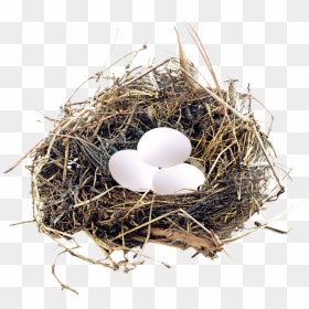 Transparent Eggs In Nest Clipart - Transparent Background Nest Png, Png Download - nest clipart png