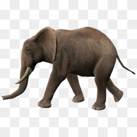 Elephants Png Transparent Image - Elephant Walking Animation, Png Download - elephant png image