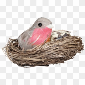 Nest Png Hd Photo - Bird In Nest Png, Transparent Png - nest clipart png
