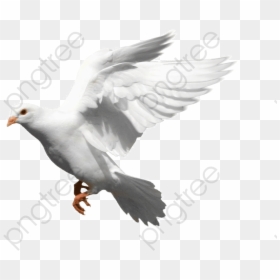 Bird Fly Png Transparent - Stock Dove, Png Download - peace pigeon png