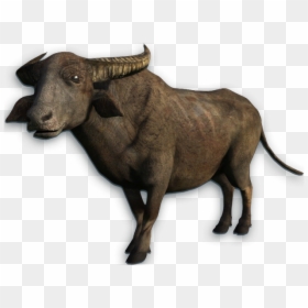 Water Buffalo Png Transparent Picture - Water Buffalo Png, Png Download - buffalo png images