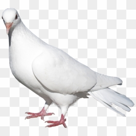 Transparent White Pigeon Png, Png Download - peace pigeon png