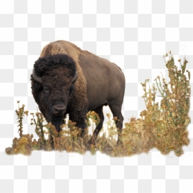 Transparent Buffalo Png - Bison Hd, Png Download - buffalo png images