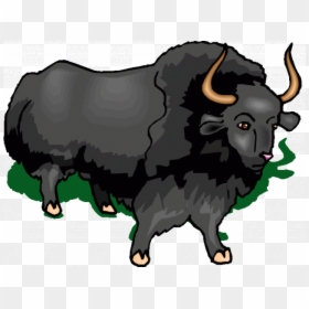 Muskox Clipart Buffalo - Bull, HD Png Download - buffalo png images