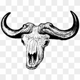 African Buffalo Skull Drawing, HD Png Download - buffalo png images
