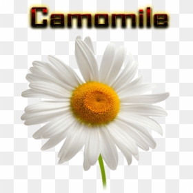 Camomile Png Hd - Chamomile Transparent Background, Png Download - flowers images hd png