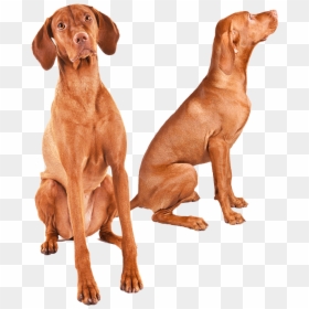 Great Deal Dog , Transparent Cartoons - Vizsla, HD Png Download - great deal png