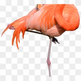 Portable Network Graphics Clip Art Transparency Flamingo - Flamingo Stock, HD Png Download - truffula tree png