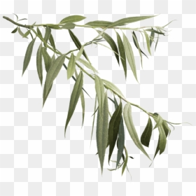 Plant,flowering Plant,plant Stem,eucalyptus - Willow Leaves White Background, HD Png Download - truffula tree png