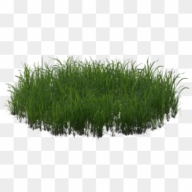 Sweet Grass, HD Png Download - grass patch png