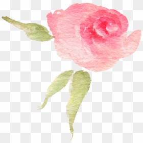 Pink Watercolor Flower Bud - Garden Roses, HD Png Download - watercolor peonies png