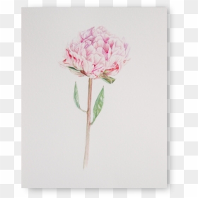 Peony - Common Peony, HD Png Download - watercolor peonies png