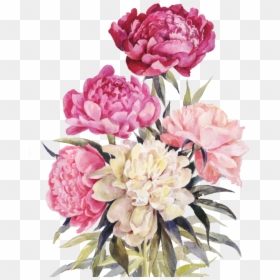 Bouquet Vector Watercolor - Free Vintage Peony Illustration, HD Png Download - watercolor peonies png