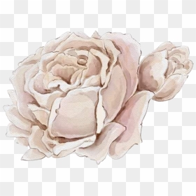 #watercolor #roses #flowers #floral #png #white - Flower, Transparent Png - watercolor peonies png