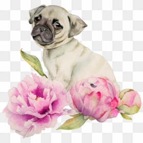 Watercolor Paintings Of Pugs, HD Png Download - watercolor peonies png