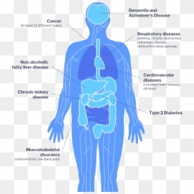 Obesity Impacts, HD Png Download - obesity png