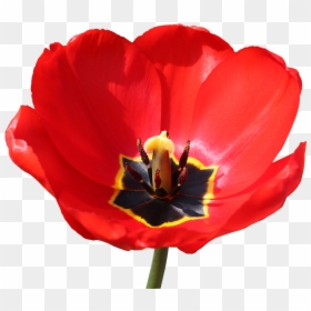 Red Stamp Png - Red Close Up Of A Open Tulpen, Transparent Png - red stamp png