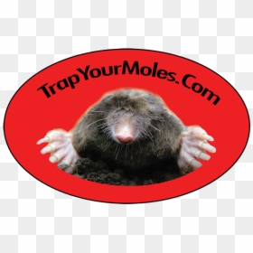 Transparent Mole Png - Trap Your Moles, Png Download - mole.png