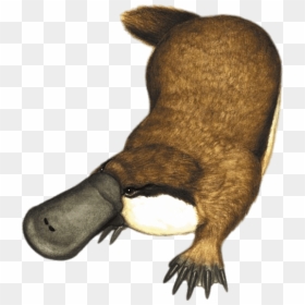 Mole - Obdurodon Dicksoni, HD Png Download - mole.png