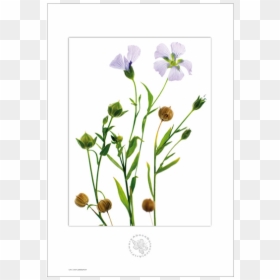 Picture Of Linen Aboca Botanical Art Flower - Linen Botanical Art, HD Png Download - floral print png