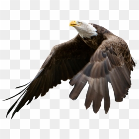 Bald Eagle Blank Background, HD Png Download - murica png