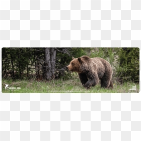 Grizzly Bear, HD Png Download - grizzly png